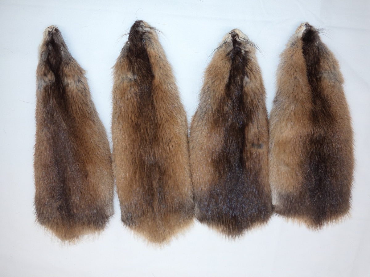 Tanned Muskrat Pelts Canada Fur Company