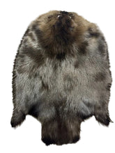 Load image into Gallery viewer, XL Eastern Dark Beaver Pelt