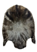 Load image into Gallery viewer, XL Eastern Dark Beaver Pelt