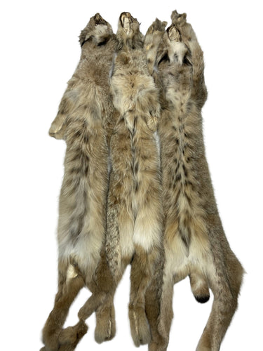 Canadian Lynx XL-LG - II's and Lo II's