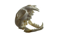 Load image into Gallery viewer, Canadian Lynx Skull