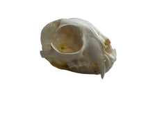 Load image into Gallery viewer, Canadian Lynx Skull