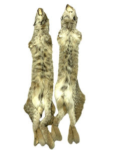 Canadian Lynx XL - High Grade