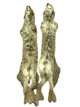 Load image into Gallery viewer, Canadian Lynx XL - High Grade