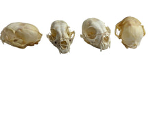 Load image into Gallery viewer, Canadian Lynx Skull