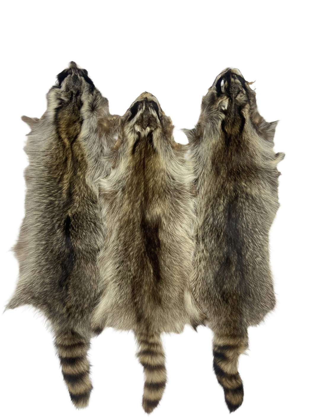 Raccoon Pelts 3X-2X - Bright