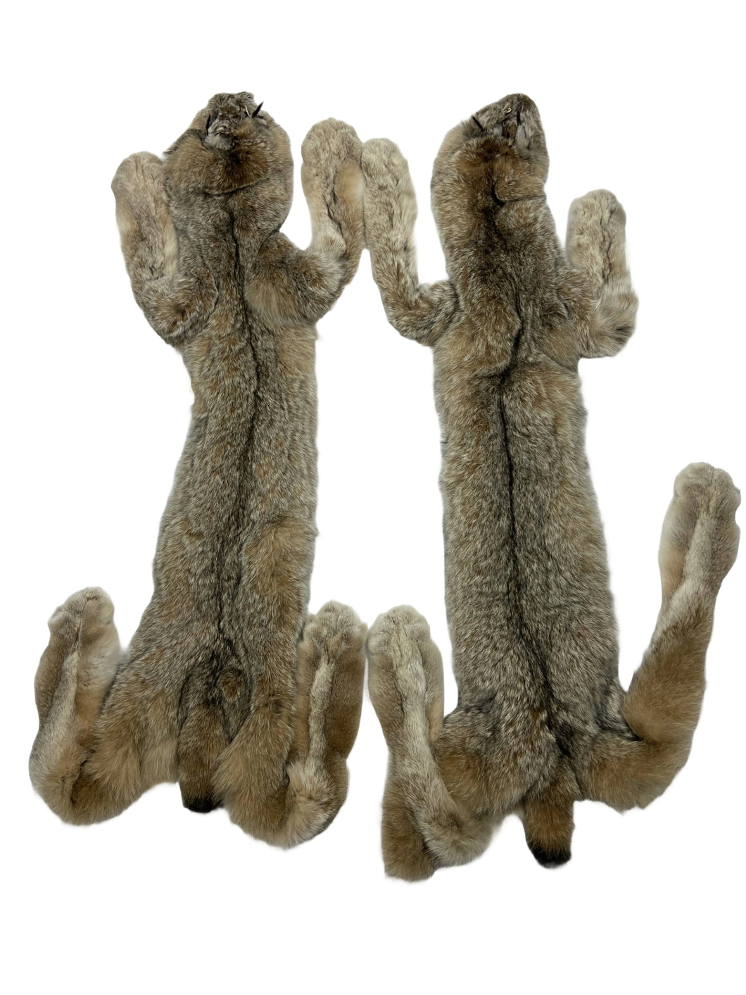 Canadian Lynx XL - Taxidermy/Complete High Grade