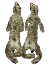 Load image into Gallery viewer, Canadian Lynx XL - Taxidermy/Complete High Grade