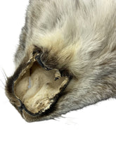 Load image into Gallery viewer, Canadian Lynx XL - Taxidermy/Complete High Grade