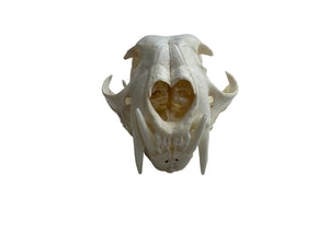 Timberwolf Skull - Wolf