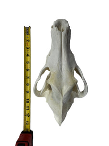 Timberwolf Skull - Wolf