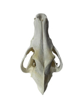 Load image into Gallery viewer, Timberwolf Skull - Wolf