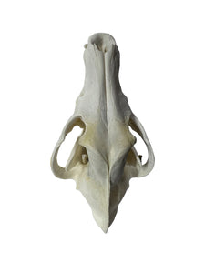 Timberwolf Skull - Wolf