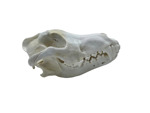 Timberwolf Skull - Wolf