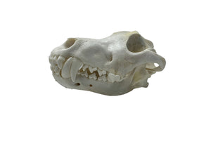 Timberwolf Skull - Wolf