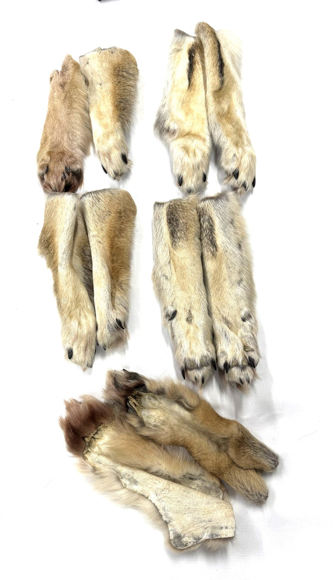 Genuine Wolf Feet