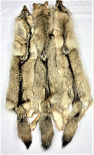 Load image into Gallery viewer, Coyote Pelt - XL - LG  Heavy - Case Skinned