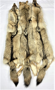 Coyote Pelt - XL - LG  Heavy - Case Skinned