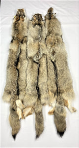 Coyote Pelt - XL - LG  Heavy - Case Skinned