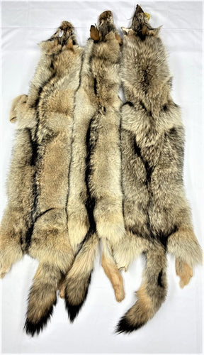 Coyote Pelt - XL - LG  Heavy - Case Skinned