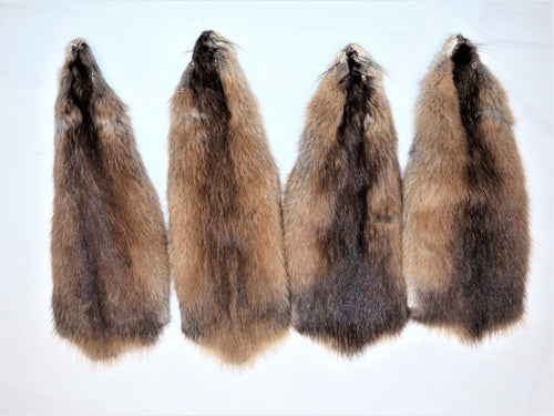 Muskrat Pelt