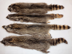 1X Raccoon Pelt