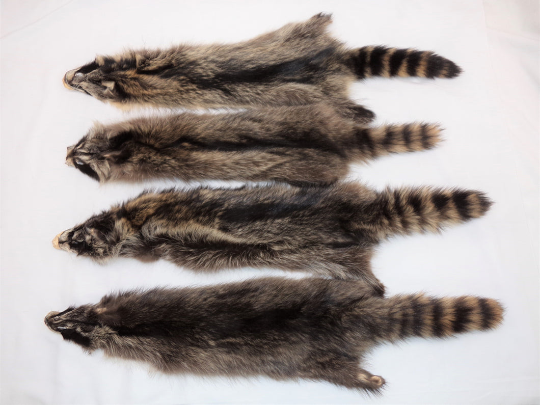 1X Raccoon Pelt