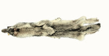 Load image into Gallery viewer, Wolf Pelt - 3XL-2XL I-II&#39;s - #679