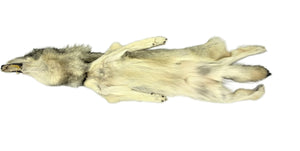 Wolf Pelt - 3XL-2XL Select - Dark Clear, #677