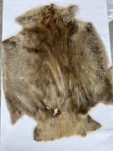 Load image into Gallery viewer, Beaver Pelt - Large SDG-DGD Western