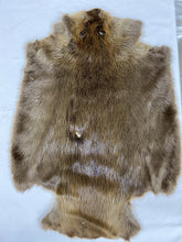 Load image into Gallery viewer, Beaver Pelt - Large SDG-DGD Western