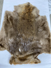 Load image into Gallery viewer, Beaver Pelt - Large SDG-DGD Western