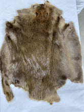 Load image into Gallery viewer, Beaver Pelt - Large SDG-DGD Western