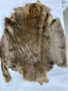 Beaver Pelt - Large SDG-DGD Western