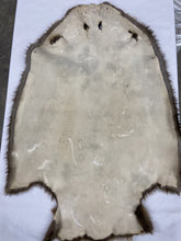 Load image into Gallery viewer, Beaver Pelt - Western