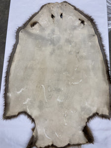 Beaver Pelt - Western