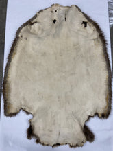 Load image into Gallery viewer, Beaver Pelt - Western