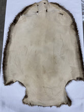 Load image into Gallery viewer, Beaver Pelt - Western