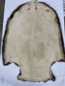 Beaver Pelt - Western