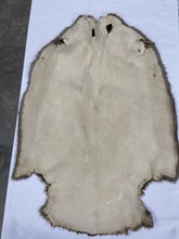 Load image into Gallery viewer, Beaver Pelt - Western