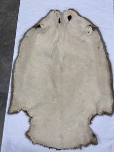 Beaver Pelt - Western