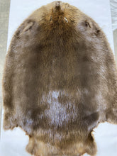 Load image into Gallery viewer, Beaver Pelt - Western