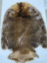 Load image into Gallery viewer, Beaver Pelt - Western