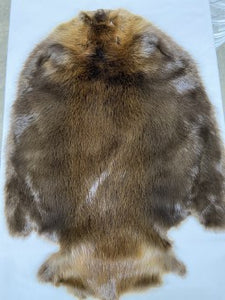 Beaver Pelt - Western