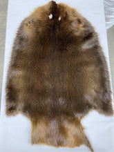 Load image into Gallery viewer, Beaver Pelt - Western