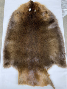 Beaver Pelt - Western